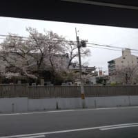 散り始め