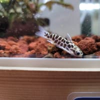 wildゴールデンレオパードタティア4cm±