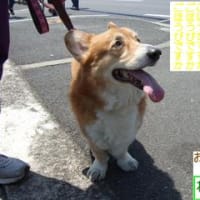 コーギー　わらびくん