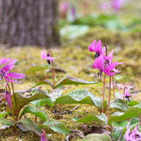 カタクリの花
