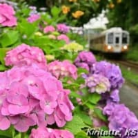 渥美線と紫陽花、其の三