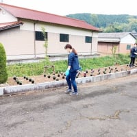 花苗の定植