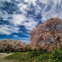 近所の散り桜