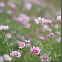 昭和記念公園　コスモス