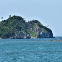 姫島のアサギマダラ
