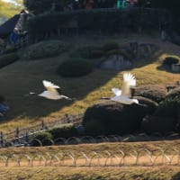 岡山後楽園で丹頂鶴の放鳥がありました