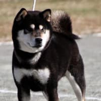 健太郎は由緒正しきお家柄なのです！