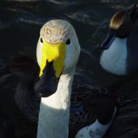 福島市親水公園の白鳥
