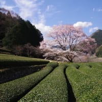 ブログの引っ越しが完了しました！