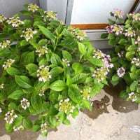 後悔というほどではないけれど・・・。