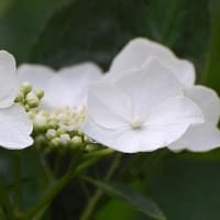 虹（にじ）