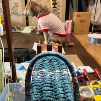 愛犬と自宅作業。