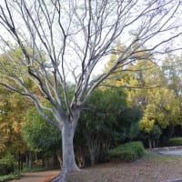 小春日和を歩く～大泉緑地（２）