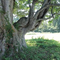 秋田県湯沢市　川連の朴の木（ホオノキ）