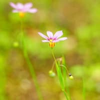 初夏の花庭石菖