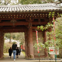 2024醍醐寺の桜