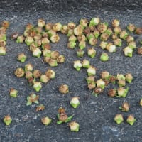 一面の柿の花　Les fleurs petites de Kaki.