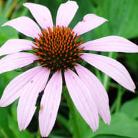 神代植物公園にて
