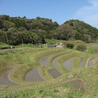 大山千枚田・東京から一番近い棚田の里