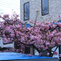 朝の散歩（朝焼けと、水仙、寒桜）