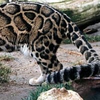 【ウンピョウ】清水謙行が世界を旅するブログー絶滅危惧種世界を旅する