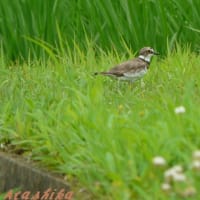 青田風が吹くところで