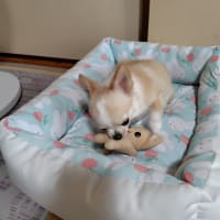 また、また、またパウンドケーキを作りましたよ
