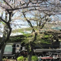 城北公園の桜