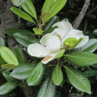 6月の花 6