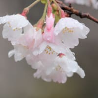 雨露の春、桜光る