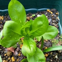 野草？花？　生育旺盛です