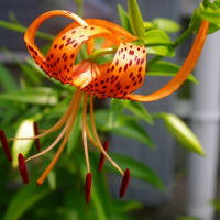 庭の花