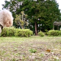 公園ですが