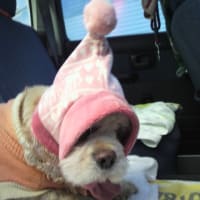 🐾歴代保護犬達　No.5🐾