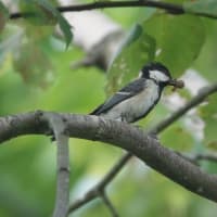 シジュウカラさんの両親（北海道沙流郡日高町　山日高）