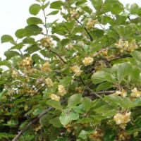 キウイ　マタタビ科　一般的には♂♀花交配で晩秋に実を収穫します。今日の野鳥：キビタキ
