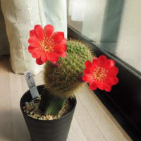 サボテンの花　「宝山」　