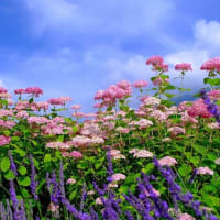大石公園（7/12）