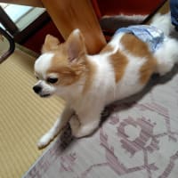 高槻プレミアム付商品券を購入しました