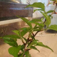 ナナフシ幼虫飼育記録　3/4