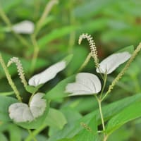 化粧して虫さんをお迎えします！・・・ハンゲショウ