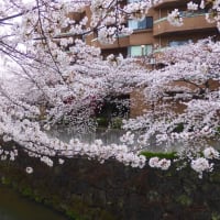 ２０２４山崎川の桜、その２