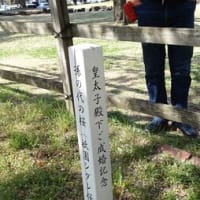 前橋敷島公園の桜他