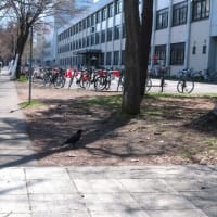カラスの観察