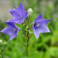 24日、十二坊蓮臺寺からの梅雨だより＆癌治療
