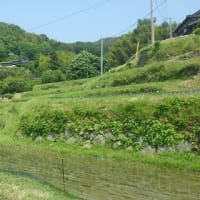 平生町佐賀～大野の史跡巡り本番ウォーキング