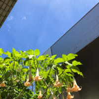 ゆうなの花