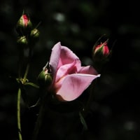 残り写真～春花風景　湧永庭園　5月のバラ