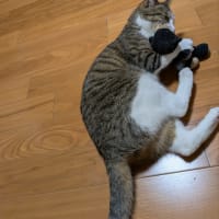 クリンへの想いは尽きなくて・・・308