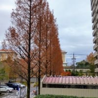 メタセコイア：マンションー美しい円錐形の紅葉